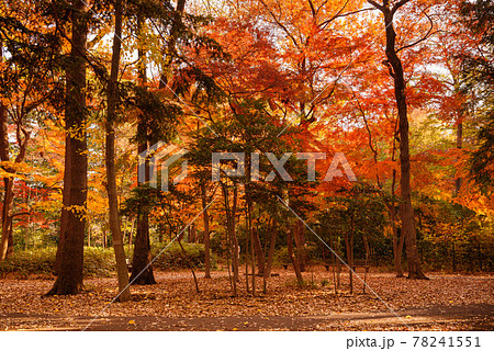 (東京都)石神井公園の紅葉と広場 (東京都)石神井公園の紅葉と広場 78241551
