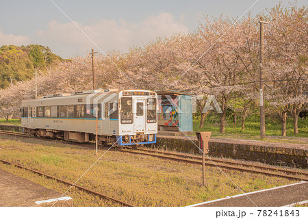 MR電車と桜並木 78241843