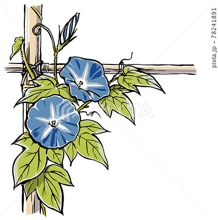 竹垣に伝う二輪の青色の朝顔の花と蕾 手描き マット塗りのイラスト素材 7411