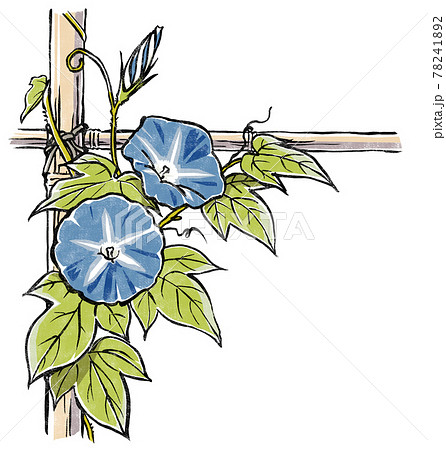竹垣に伝う二輪の青色の朝顔の花と蕾 版画風のイラスト素材 7412