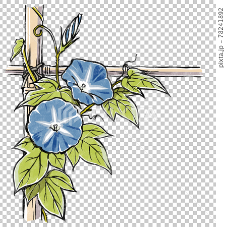 竹垣に伝う二輪の青色の朝顔の花と蕾 版画風 竹垣に伝う二輪の青色の朝顔の花と蕾 版画風 78241892