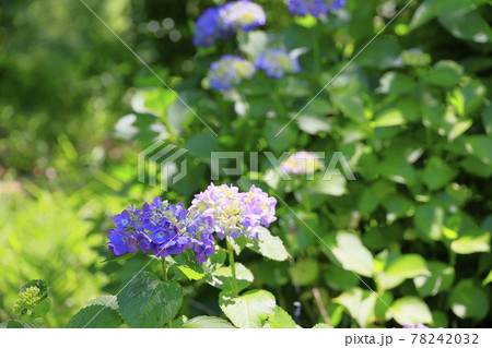馬見丘陵公園 紫陽花園 馬見丘陵公園 紫陽花園 78242032