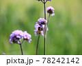 蜜蜂と花 78242142