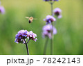 蜜蜂と花 78242143