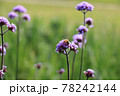 蜜蜂と花 78242144