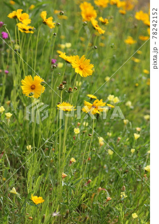 特定外来生物 どこにでも生える黄色い花 オオキンケイギクの写真素材