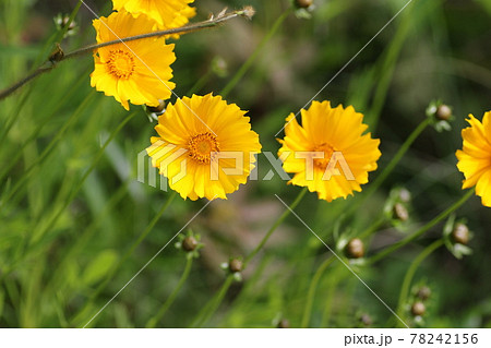 特定外来生物、どこにでも生える黄色い花、オオキンケイギク 特定外来生物、どこにでも生える黄色い花、オオキンケイギク 78242156