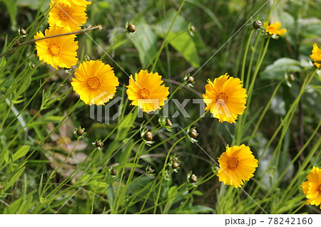 特定外来生物 どこにでも生える黄色い花 オオキンケイギクの写真素材