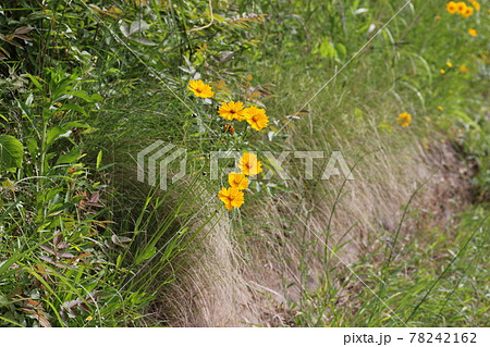 特定外来生物、どこにでも生える黄色い花、オオキンケイギク 特定外来生物、どこにでも生える黄色い花、オオキンケイギク 78242162