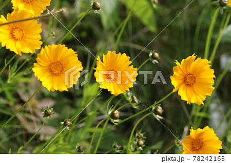 特定外来生物、どこにでも生える黄色い花、オオキンケイギク 特定外来生物、どこにでも生える黄色い花、オオキンケイギク 78242163