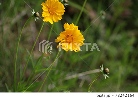特定外来生物、どこにでも生える黄色い花、オオキンケイギク 特定外来生物、どこにでも生える黄色い花、オオキンケイギク 78242164