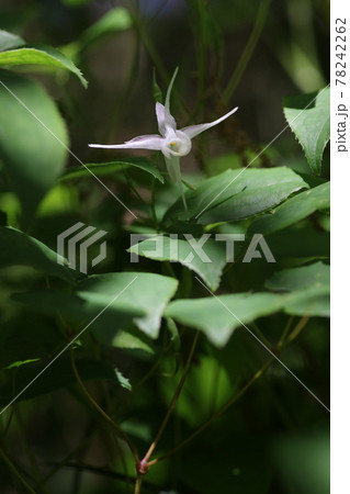 初夏にひっそりとさく、イカリソウの花 78242262