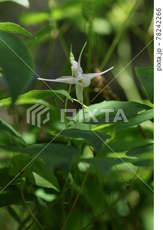 初夏にひっそりとさく、イカリソウの花 78242266