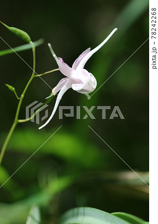 初夏にひっそりとさく、イカリソウの花 初夏にひっそりとさく、イカリソウの花 78242268