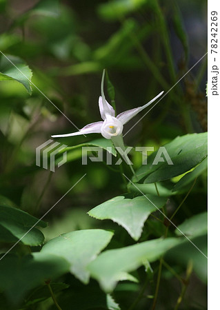 初夏にひっそりとさく、イカリソウの花 初夏にひっそりとさく、イカリソウの花 78242269