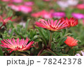 春の花 78242378