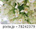 白い花 78242379