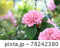 ピンクの紫陽花 78242380