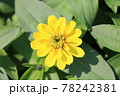 黄色い花 78242381
