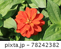 オレンジの花 78242382