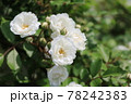 白薔薇 78242383