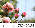 ピンクの薔薇の蕾 78242384