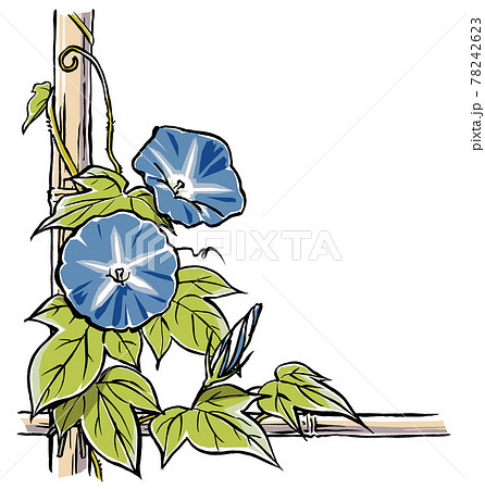 竹垣に伝う二輪の青色の朝顔の花と蕾 手描き マット塗りのイラスト素材