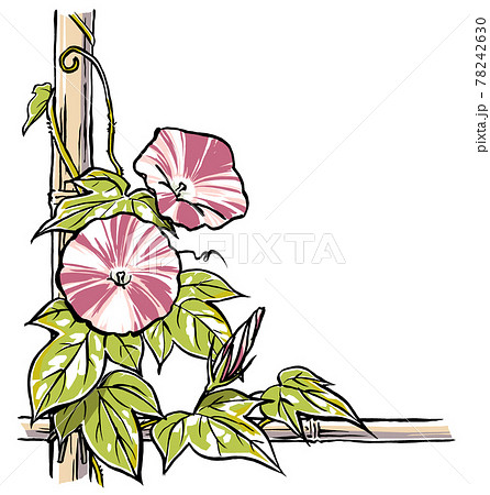 竹垣に伝う二輪の赤紫色の斑入り朝顔の花と蕾 手描き マット塗りのイラスト素材