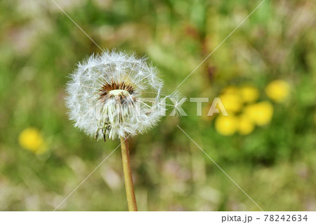 蒲公英の綿毛 78242634