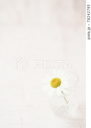マーガレット　花の背景素材 78242795