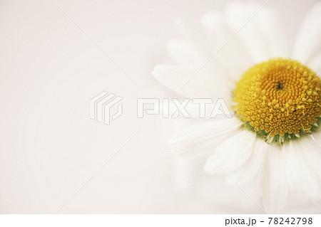 マーガレット 花の背景素材 マーガレット 花の背景素材 78242798