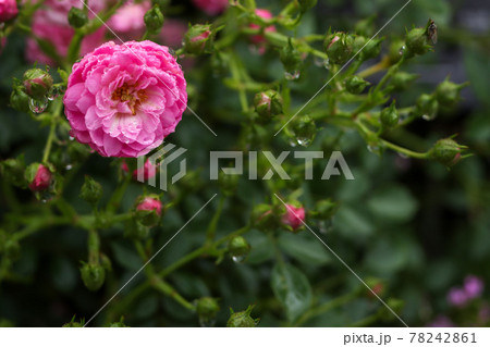 ミニ薔薇 78242861