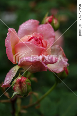 薔薇 薔薇 78242950