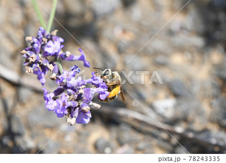ラベンダーの花から吸蜜する蜜蜂 78243335