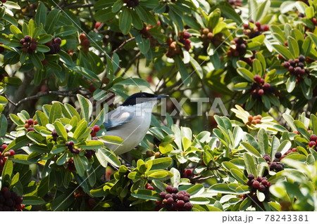 オナガ オナガ 78243381