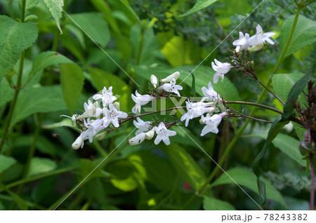 シロツリガネヤナギ 78243382