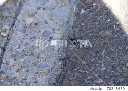 道端のヒル 78243470