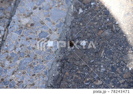 道端のヒル 道端のヒル 78243471