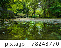 水溜りに写る自然の世界 78243770