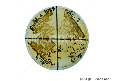 salmonella colony growth on Selective media plate. Food safety test 78243821