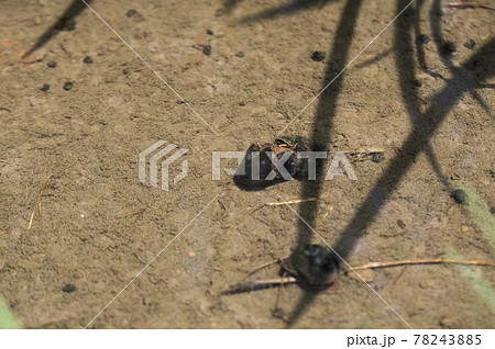 ジャンボタニシ 78243885