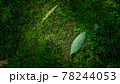 自然の緑を使った背景に合う葉 78244053