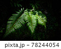 自然の緑を使った背景に合う葉 78244054