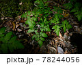 自然の緑を使った背景に合う葉 78244056
