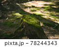 切り株と苔 78244343