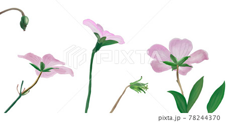 ピンクの野の花と葉 背景なし 透過pngのイラスト素材
