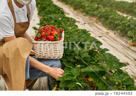 Close up of female gardener in mask picking strawberries Close up of female gardener in mask picking strawberries 78244502