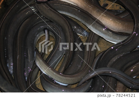 浜名湖の養殖ウナギ　ニョロニョロ 78244521