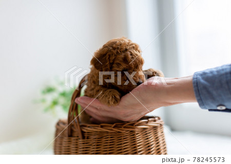 仔犬　トイプードル 78245573