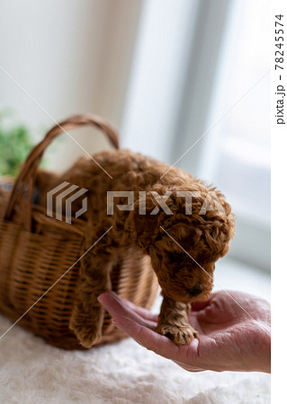 仔犬　トイプードル 78245574